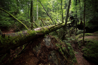 热带森林绿色莫斯树石头