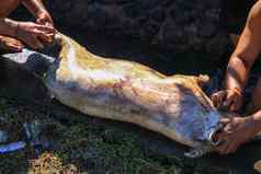 屠夫杀了黑色的猪传统的仪式巴厘岛