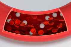 红色的白色血细胞血船呈现