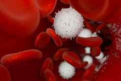 红色的白色血细胞血船呈现
