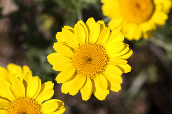 科塔tinctoria春黄菊属tinctoria“金射线的