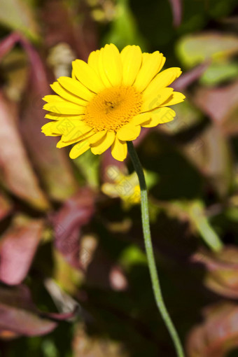 科塔tinctoria春黄菊属tinctoria“金射线的