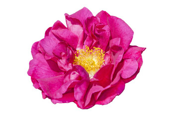 玫瑰高卢都是officinalis春天夏天红色的花月
