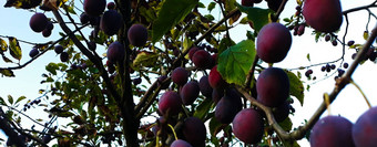 李子横幅分支的角度来看李子树李子分支机构成熟的李子水果李子水果