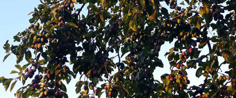 横幅李子树很多生李子水果李子水果