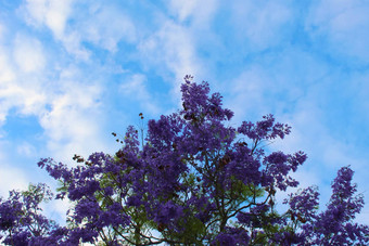 黑色的普伊蕨类植物树时间开花相<strong>反</strong>蓝色的天空云