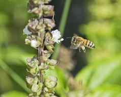 蜂蜜蜜蜂飞行开花植物