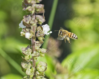 蜂蜜<strong>蜜蜂</strong>飞行开花植物