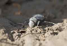 非洲圣甲虫甲虫喂养土壤