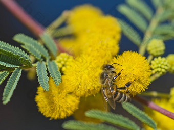 蜂蜜蜜蜂黄色的花花园