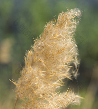 <strong>特写</strong>镜头棉<strong>花草</strong>种子头