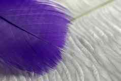宏视图说谎紫罗兰色的羽毛