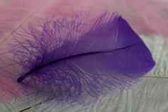 宏视图说谎紫罗兰色的羽毛