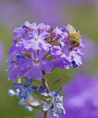 <strong>花飞</strong>喂养紫色的伊丽莎白厄尔<strong>花花</strong>园