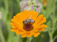 蜂蜜蜜蜂收集花粉黄色的黛西花