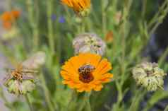 蜂蜜蜜蜂收集花粉黄色的黛西花