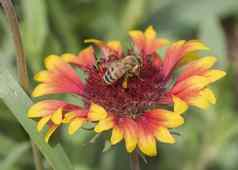 蜂蜜蜜蜂收集花粉黄色的红色的firewheel花