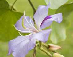 特写镜头兰花树淡紫色紫色的花
