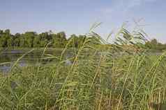 高草已经日益增长的河银行景观