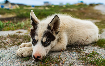 格陵兰岛狗沙哑的雪橇狗小狗伊卢利萨特格陵兰岛