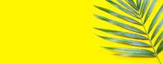热带棕榈叶子黄色的背景