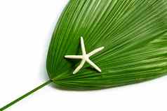 海星斐济风扇棕榈白色背景享受夏天胡里节