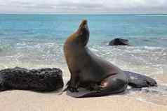 加拉帕戈斯群岛海狮子沙子说谎海滩加德纳湾海滩诺拉岛