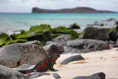 动物圣诞节海洋鬣蜥诺拉岛加拉帕戈斯群岛岛屿