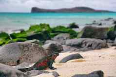 加拉帕戈斯群岛岛屿圣诞节鬣蜥诺拉岛海洋鬣蜥