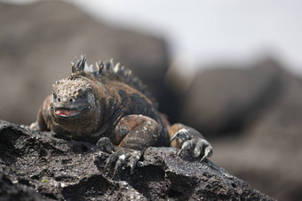 加拉帕戈斯群岛鬣蜥加热太阳休息岩石托尔图加湾海滩