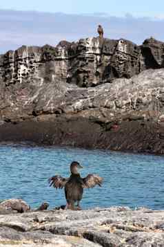不会飞的贪婪的人干燥翅膀海洋鬣蜥费尔南迪纳加拉帕戈斯群岛
