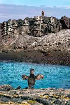 不会飞的贪婪的人又名加拉帕戈斯群岛鸬鹚动物野生动物