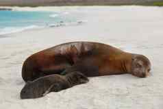 加拉帕戈斯群岛岛屿动物新生儿婴儿海狮子小狗出生妈妈。