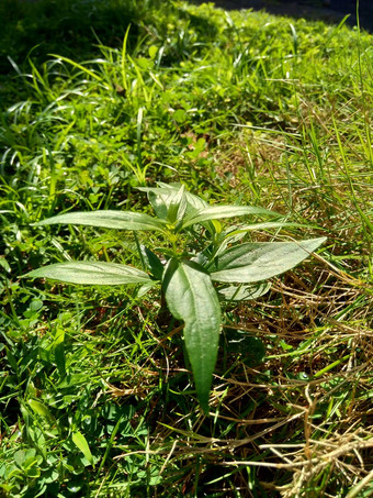 关闭绿色穿心莲圆锥花创造sambiloto绿色chireta自然年度<strong>草本</strong>植物家庭爵床科<strong>草本</strong>植物医学苦味道