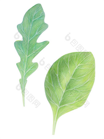 <strong>芝麻</strong>菜rucola火箭沙拉菠菜新鲜的绿色叶子孤立的白色背景水彩手画插图新鲜的草本植物现实的植物艺术素食者成<strong>分</strong>有机食物