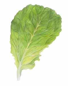 新鲜的生菜沙拉叶孤立的白色背景绿色莳萝水彩插图现实的植物艺术手画素食者成分标志包装打印有机食物