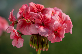 粉红色的颜色花花瓣天竺葵属植物分区威尔德宏摄影美花瓣