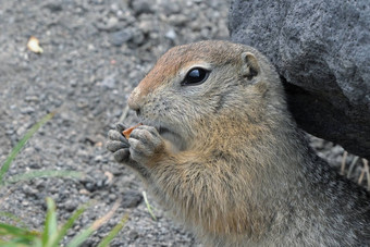 可爱的北极地面松鼠吃饼干持有食物爪子好奇的北部野生动物属媒介大小的啮齿动物松鼠家庭