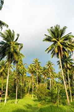 棕榈格罗夫棕榈树热带丛林象征热带地区温暖