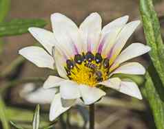 蜂蜜蜜蜂收集花粉白色黛西花