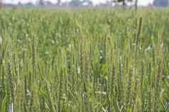 场小麦日益增长的农村农场草地