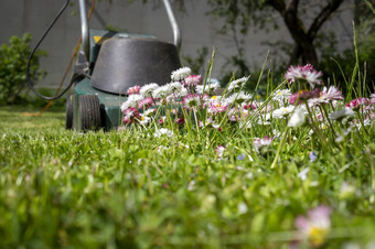美味的白色粉红色的春天花草坪上