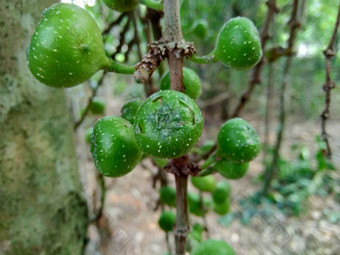 热带榕属植物希皮达luwingan破毛茸茸的破茎道长dummor佩亚蒂自然背景