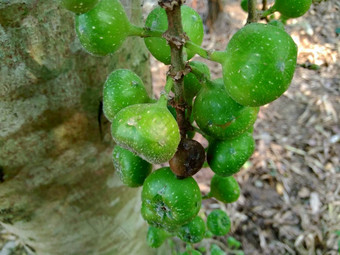 热带榕属植物希皮达luwingan破毛茸茸的破茎道长dummor佩亚蒂自然背景