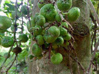 热带榕属植物希皮达luwingan破毛茸茸的破茎道长dummor佩亚蒂自然背景