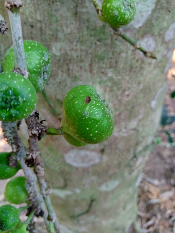 热带榕属植物希皮达luwingan破毛茸茸的破茎<strong>道长</strong>dummor佩亚蒂自然背景