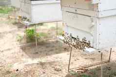蜂蜜蜜蜂蜂巢蜜蜂房子