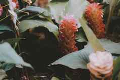 暹罗郁金香花花园Curcuma苜蓿
