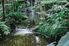 沃特法尔池塘植物树花园公园