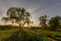 场景美丽的日落夏天场柳树草池塘湖背景